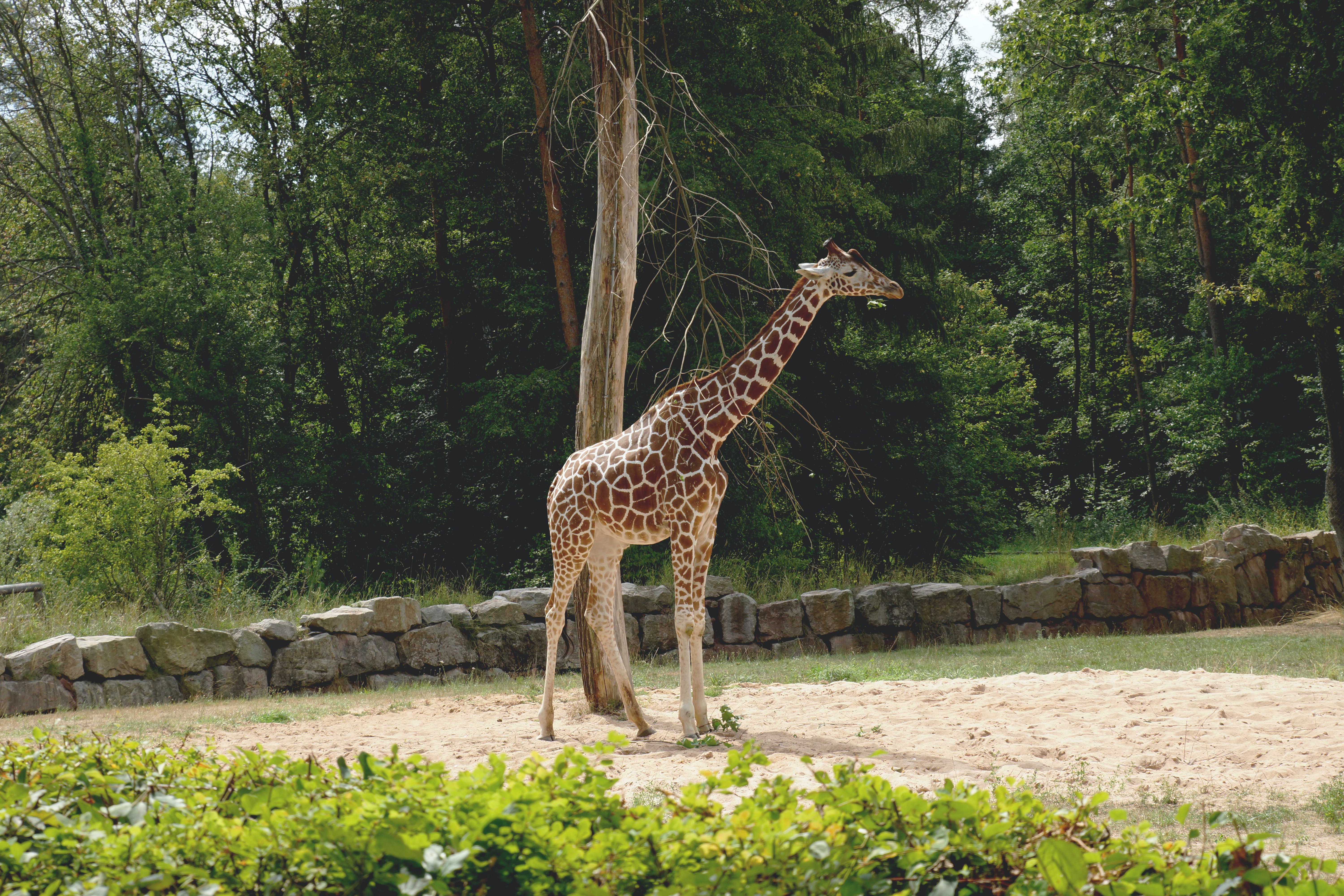 Enjoy a Walk on the Wild Side at the Franklin Park Zoo in Boston